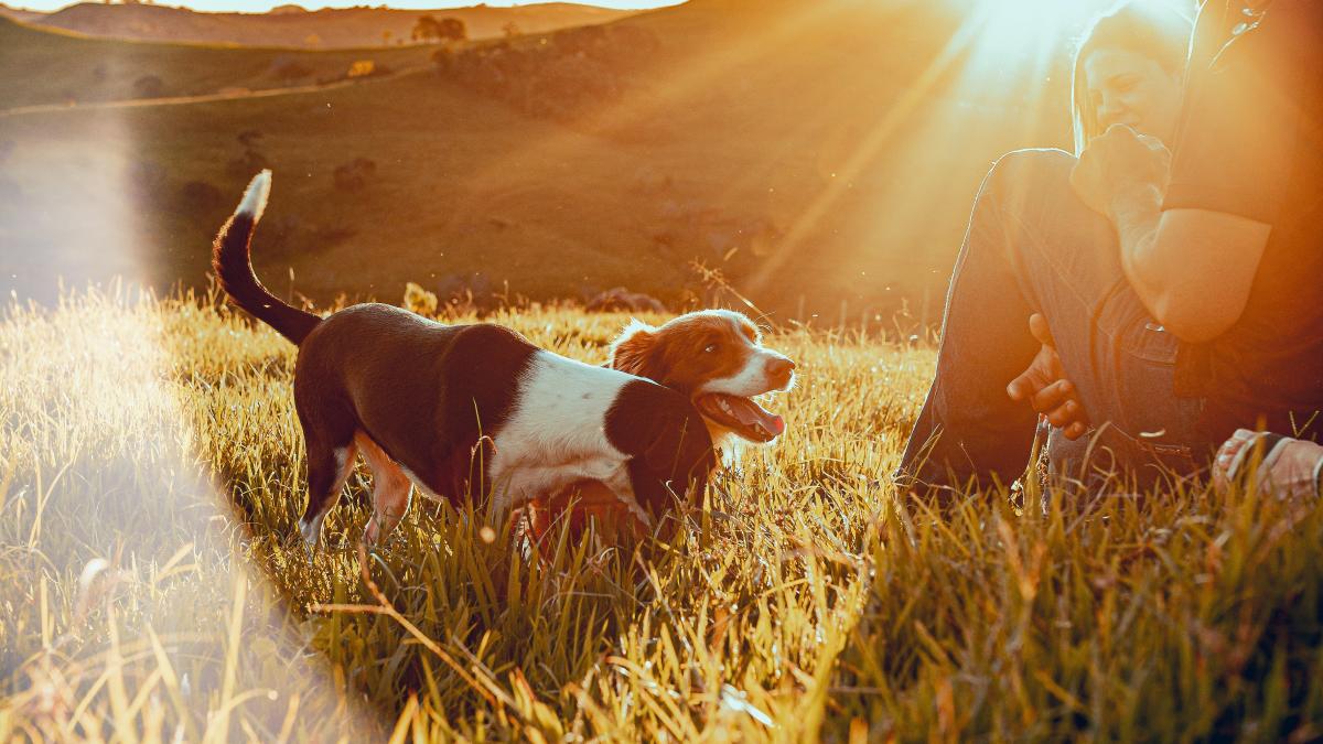canicula-romania-sfaturi-medici_90999900
