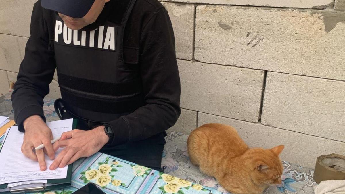 proiect-de-lege-in-senat--politistii-si-militarii-s-au-putea-pensiona-mai-devreme_59569600