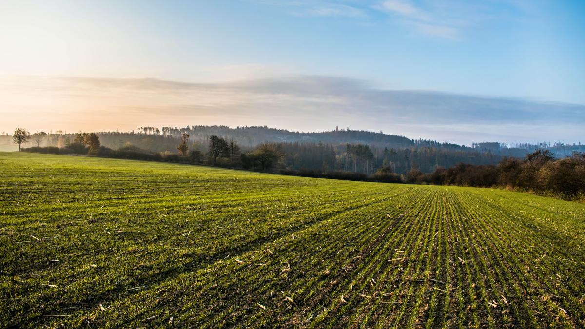 emil-dumitru-culturi-de-soia_17733100