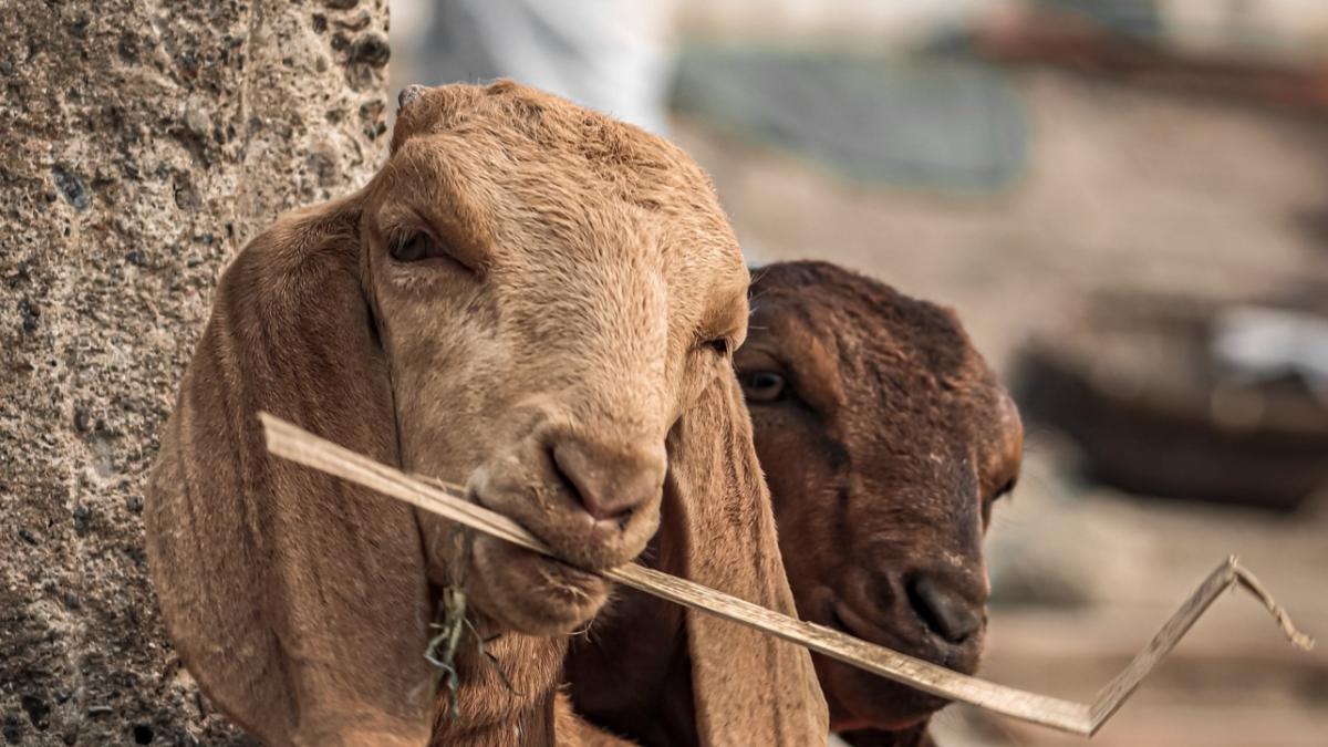 ied-cu-urechi-lungi-pakistan_72376300