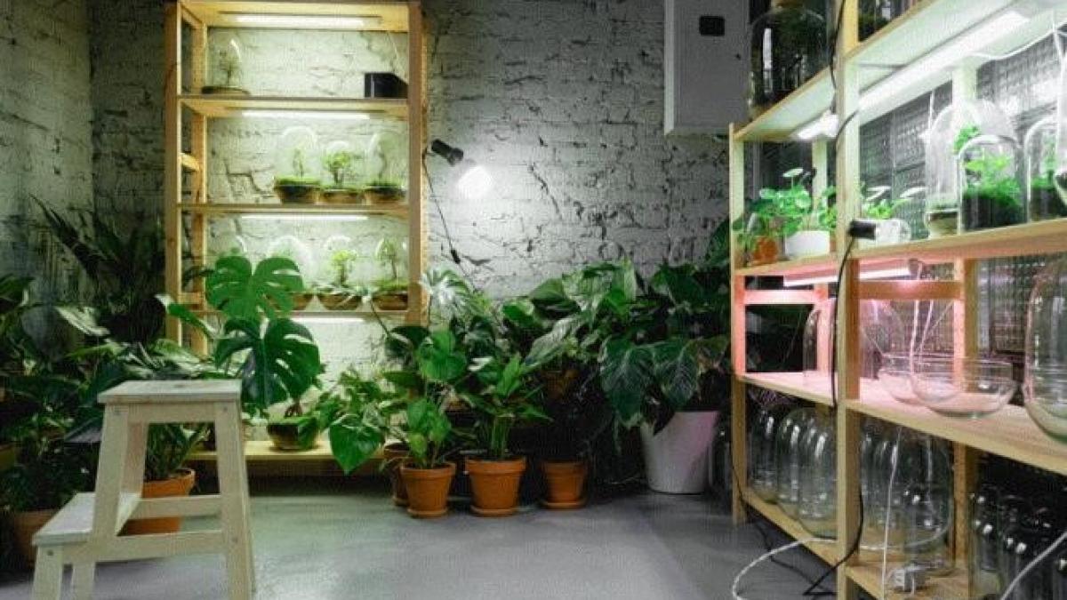 plantele-tale-sufera-de-caldura---rezolva-problema-in-cativa-pasi-simpli-cu-aceasta-metoda-originala_74901800