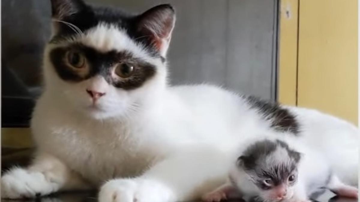 pisica-zorro_86798700