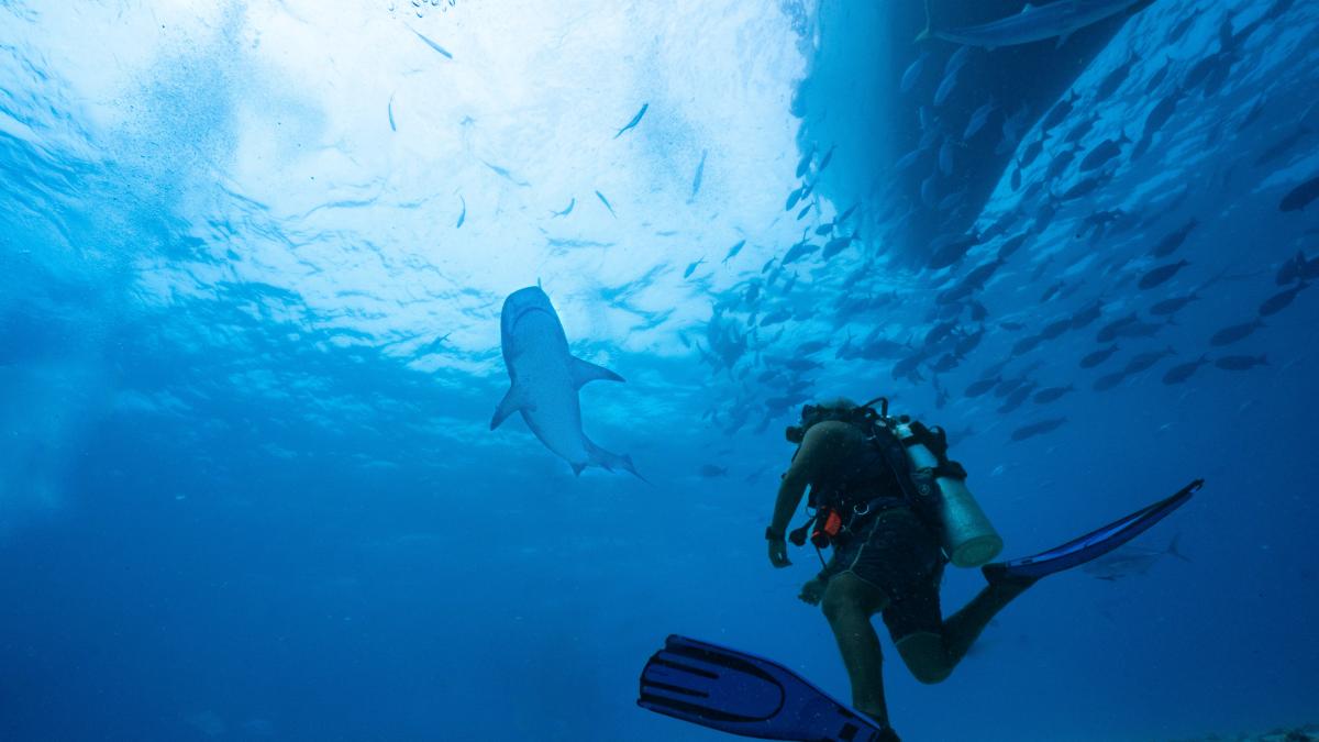 rechin-insula-mai-multi_85404000