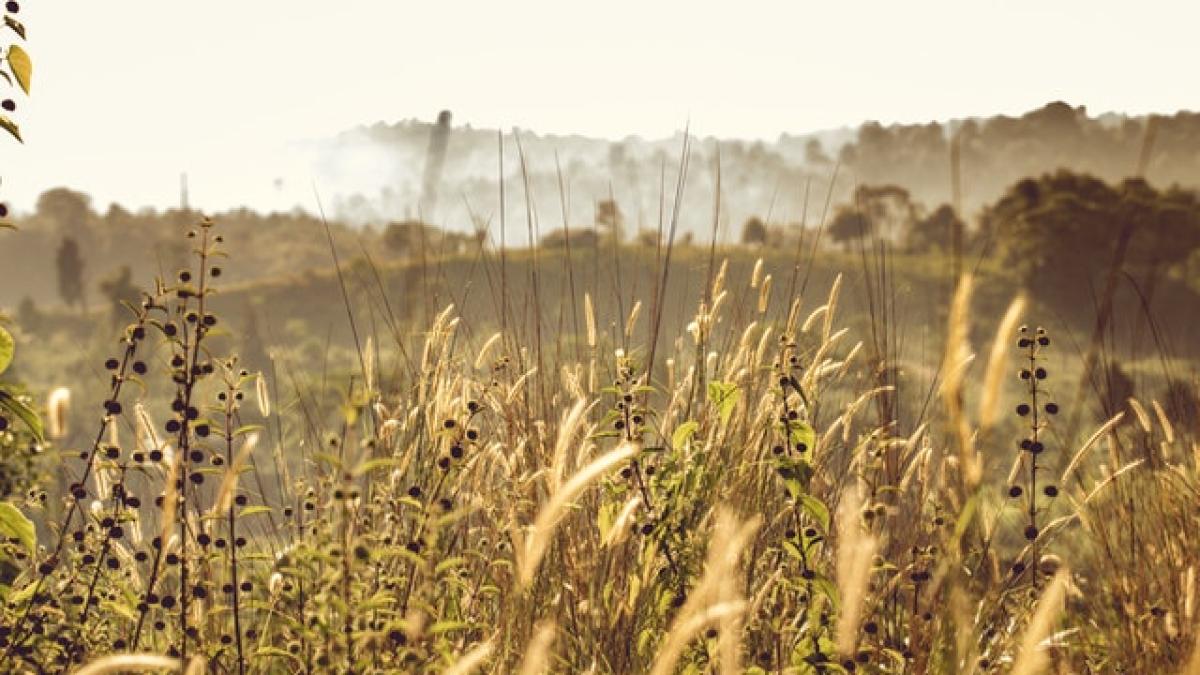 ucraina-agricultura_87644700