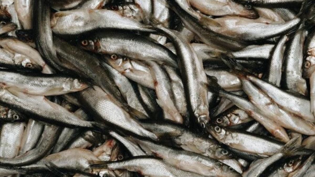 elimina-mirosul-de-peste-de-pe-vase--maini-si-din-frigider-cu-ingredientele-din-camara---rapid--ieftin-si-eficient_89743600