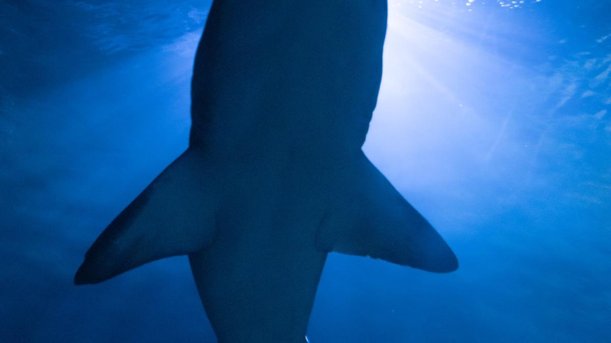 rechin-egipt-motivul-atacului_61726500