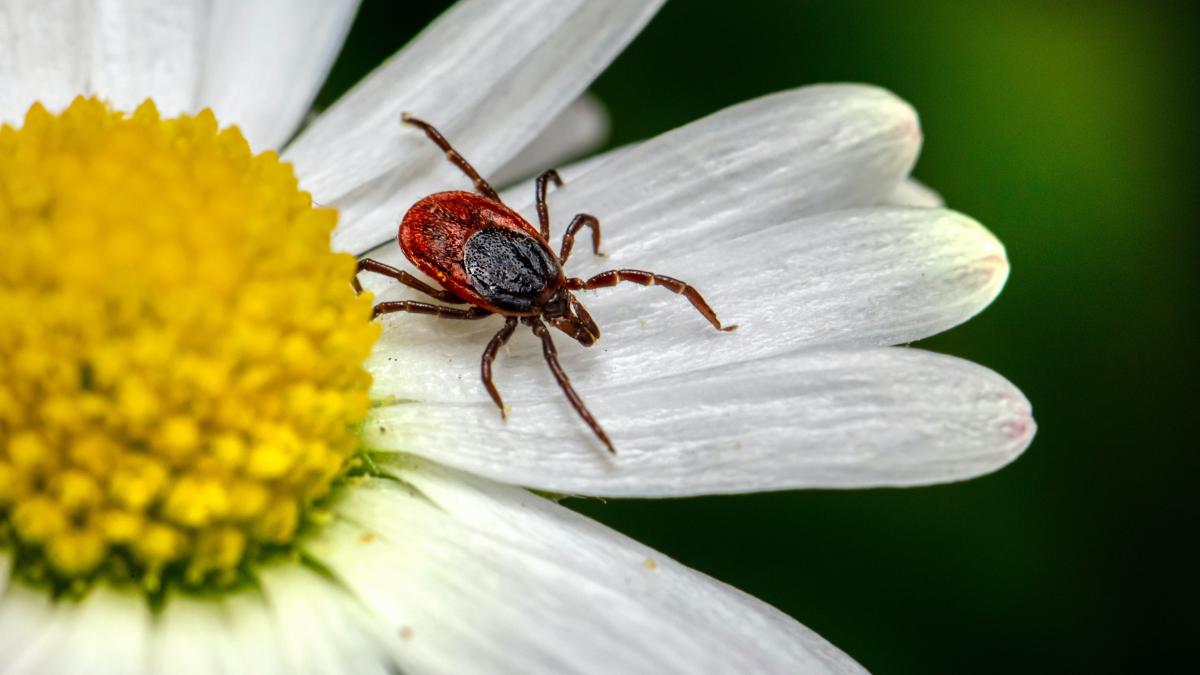 umflatura-de-la-capusa-cum-sa-eviti-infectarea-si-riscul-de-encefalita_47094800