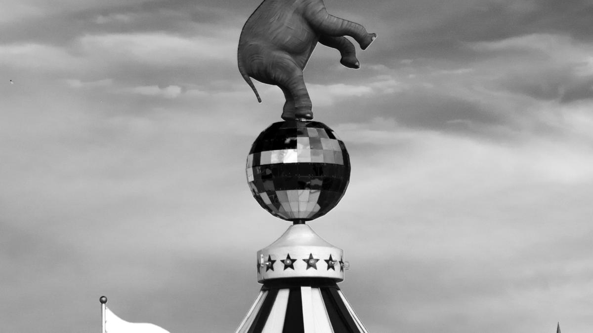 animale_circ_italia_pxl_74048500