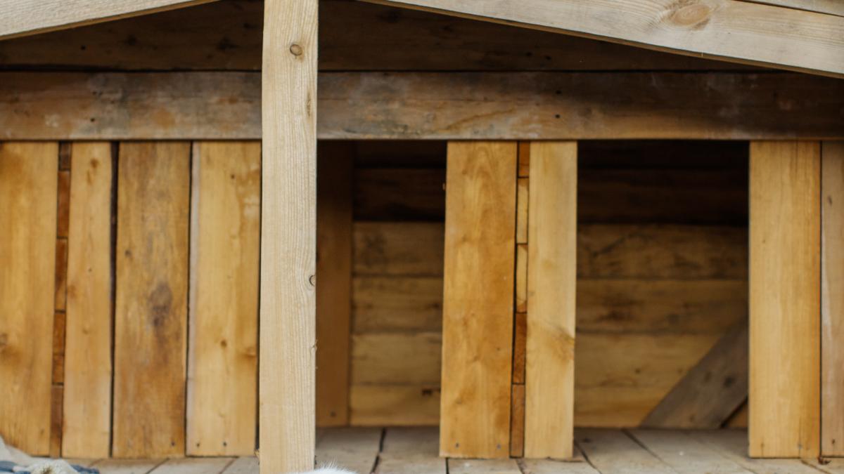 caini_protectie_solara_pxl_51038200