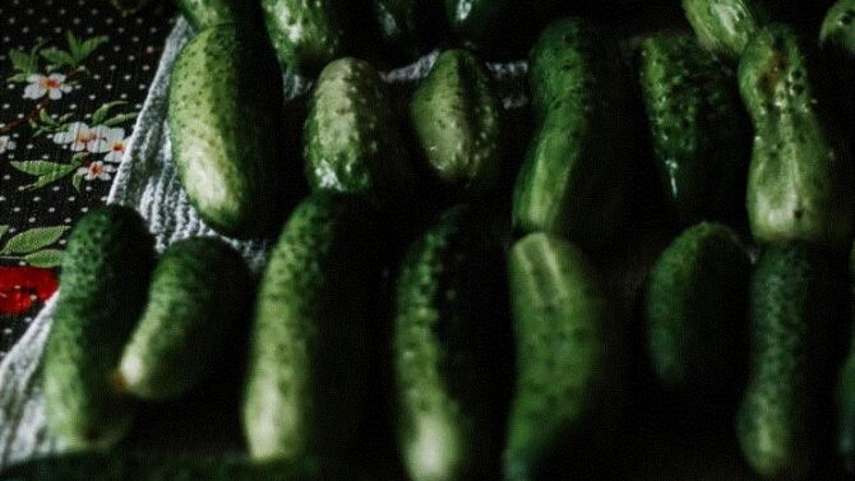 cum-sa-eliminati-amaraciunea-din-castraveti---iata-trei-metode-eficiente_00013400