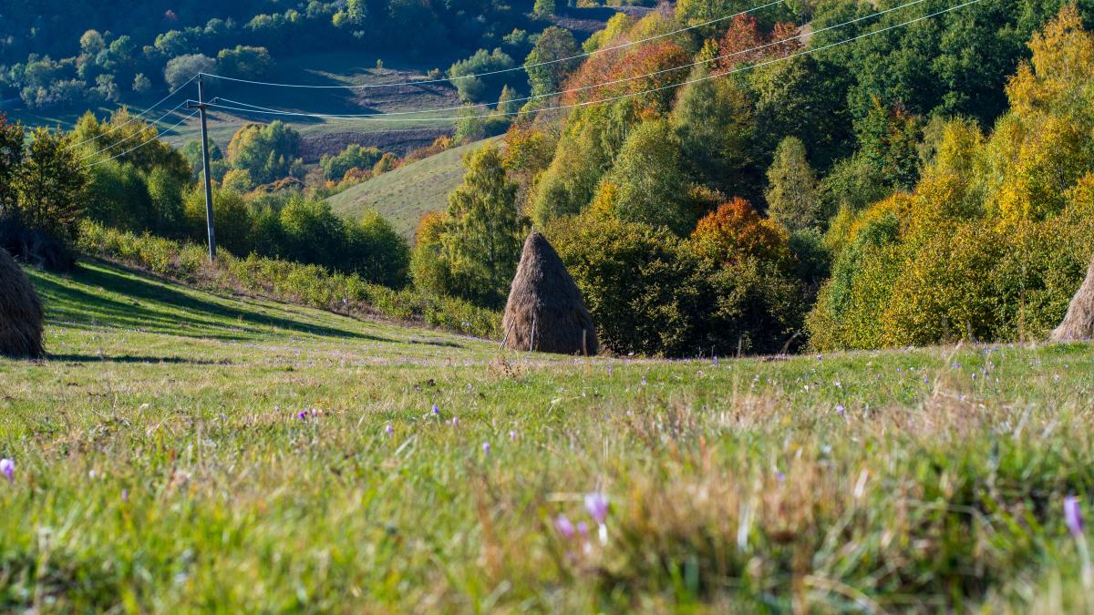 muntii-apuseni_13985600