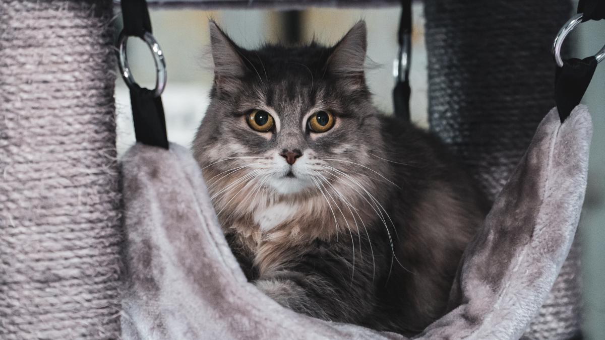 purina-retras-de-pe-piata_43712800