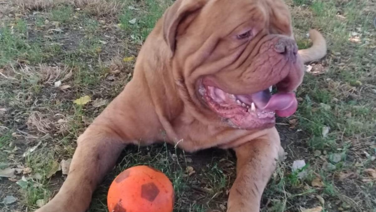 caine_abandonat_italia_romanca_fb_14407600