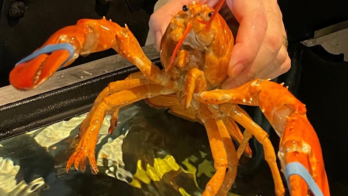 cheddar--un-homar-extrem-de-rar--a-fost-salvat-de-la-a-deveni-un-festin-de-lux_69480100