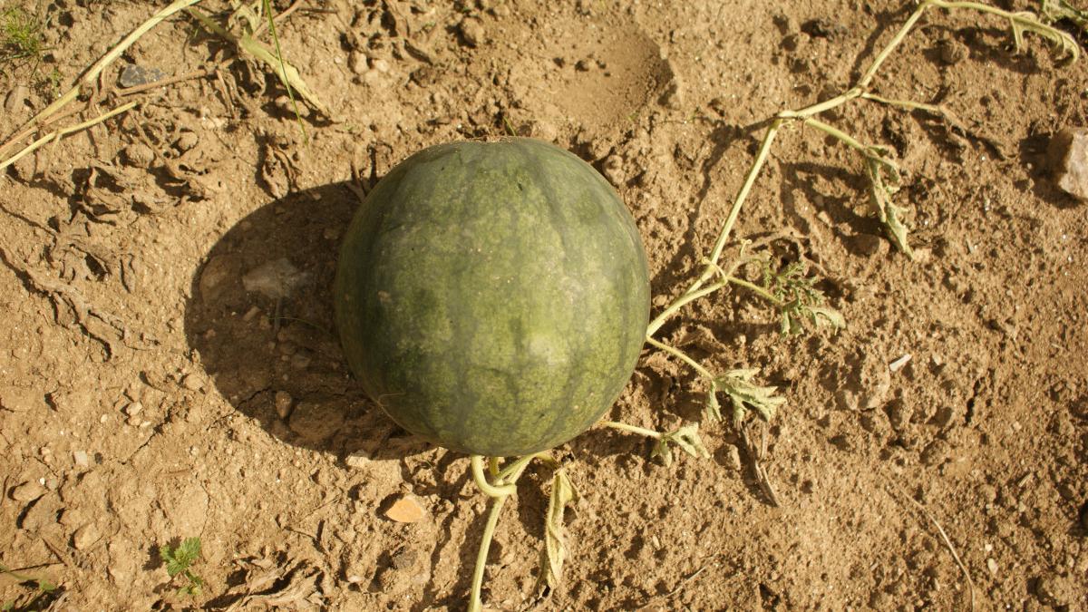 pepeni-afectati-de-seceta_06810400