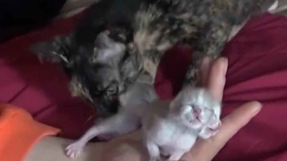 pisoi-cu-doua-fete_84583000