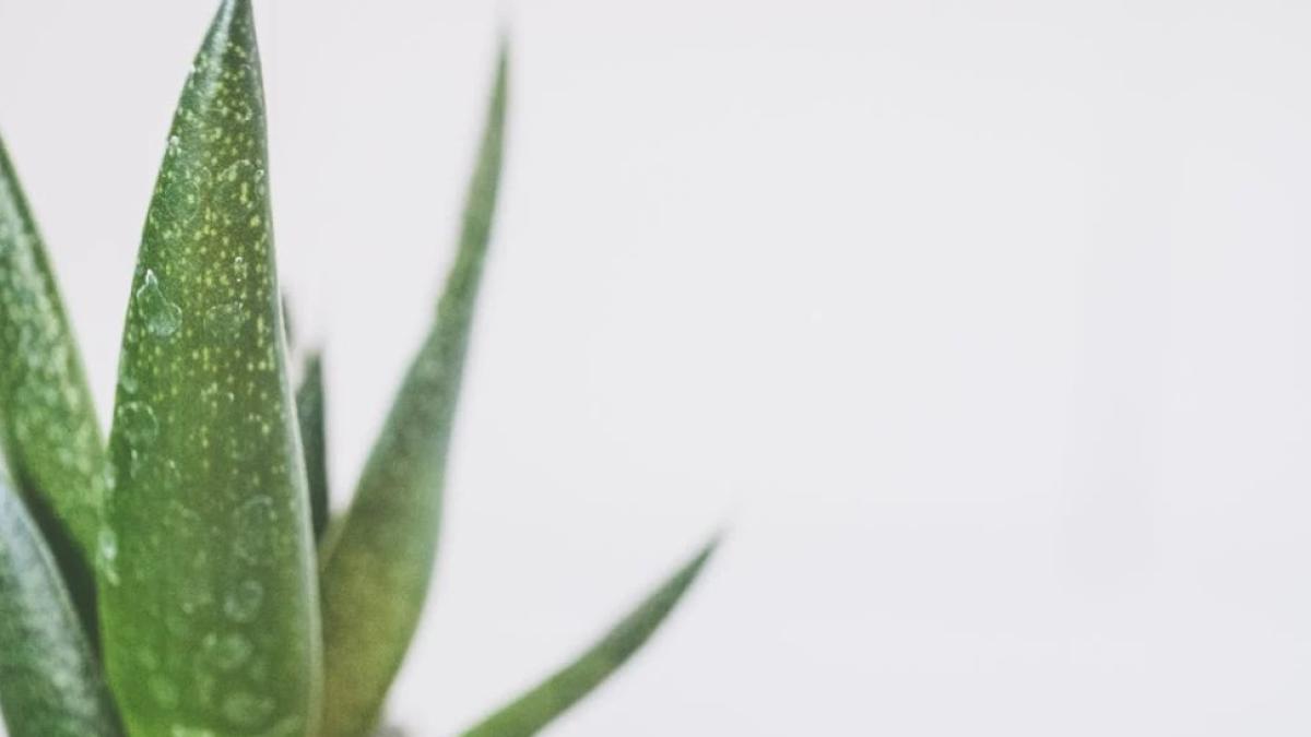 aloe_foto_pexels_08659300