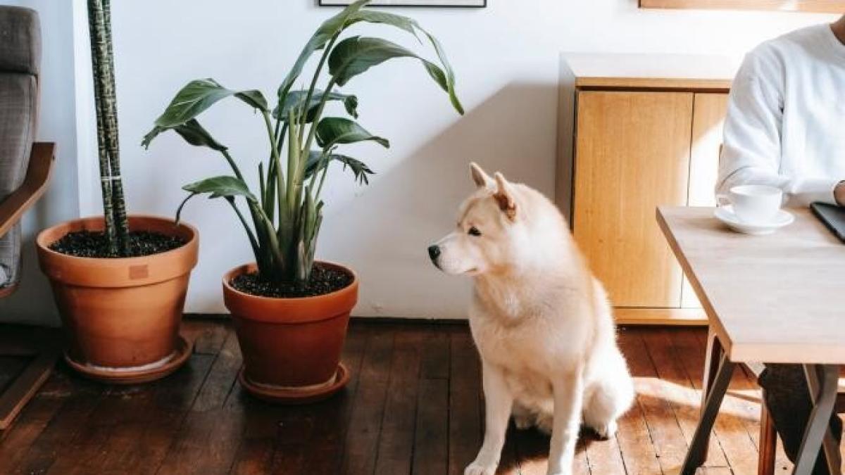 catel_plante_foto_pexels_42637200