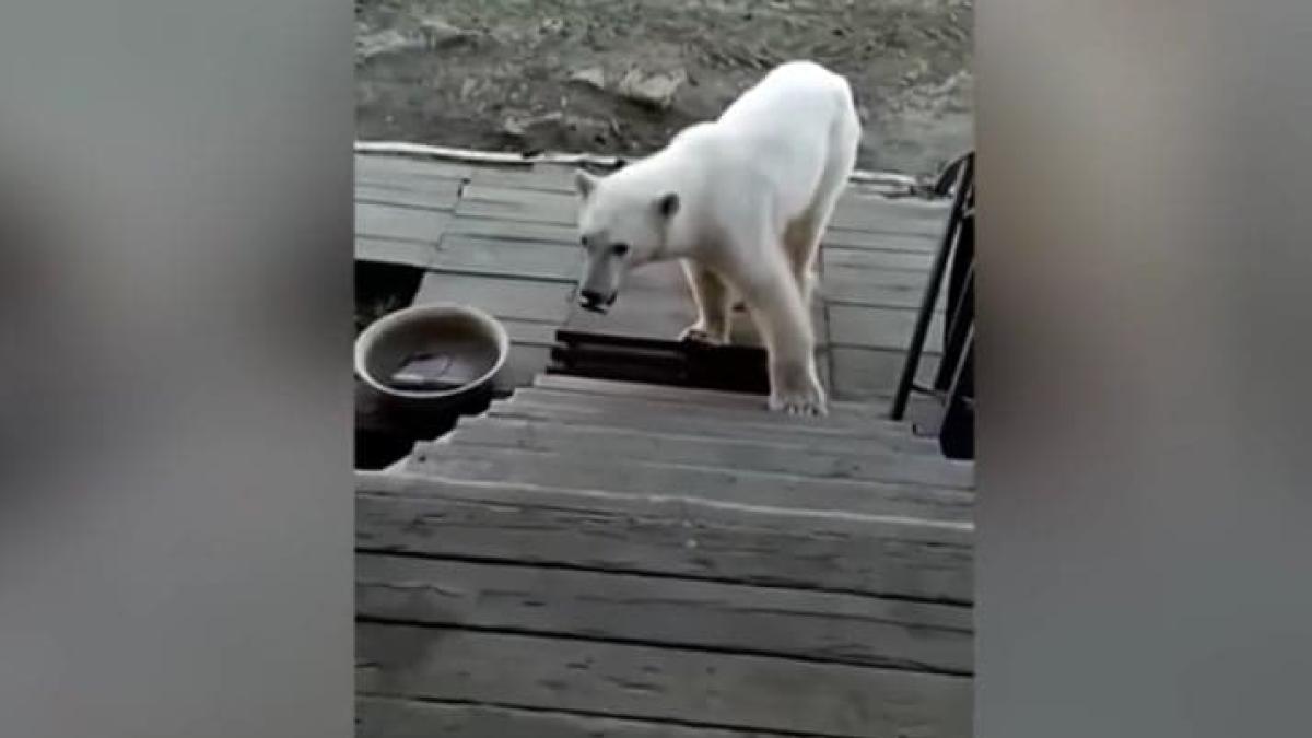 urs-polar-conserva-salvat_42919500