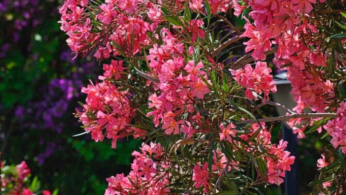 aceste-plante-de-interior-iti-vor-umple-casa-cu-un-parfum-placut-si-isi-vor-aduce-o-stare-de-bine_78997400