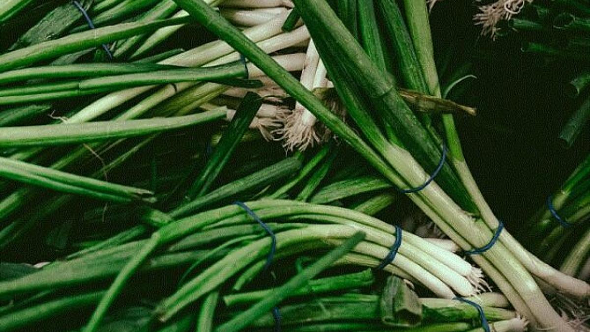 cea-mai-rapida-si-eficienta-metoda-sa-cresti-ceapa-verde-fara-a-avea-un-ghiveci-cu-pamant_44220000