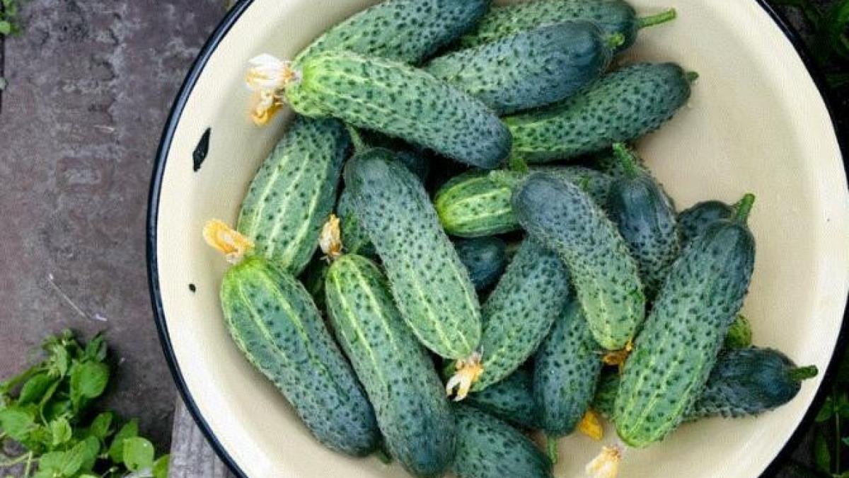 pastreaza-castravetii-proaspeti-mai-mult-timp-cu-metoda-bunicii_12602300