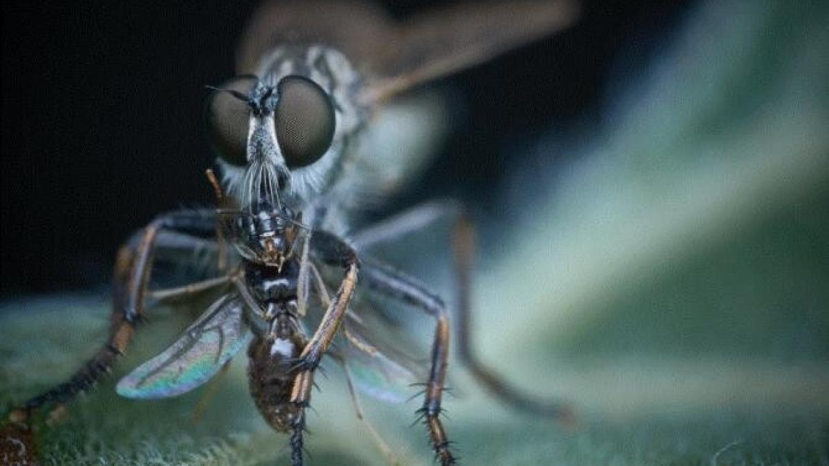 metoda-franceza-care-te-scapa-pentru-totdeauna-de-insectele-din-casa_68051800