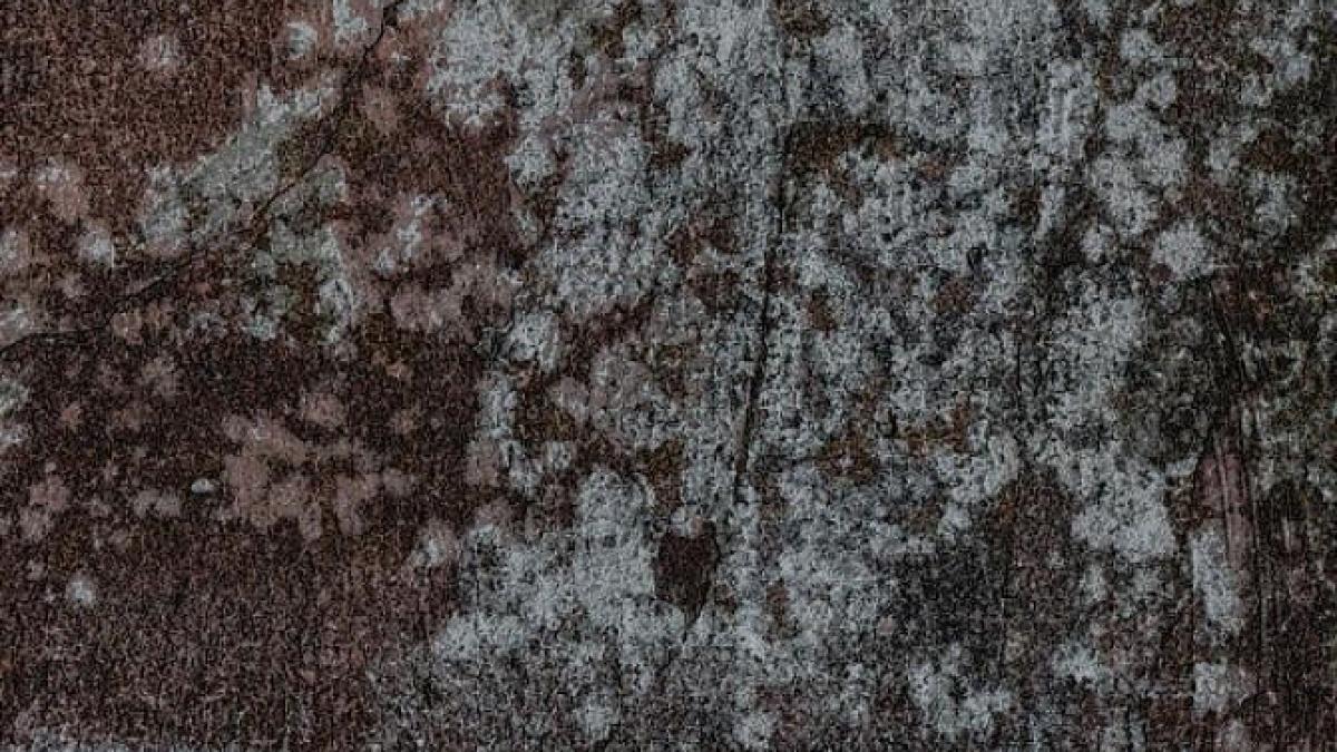 scapa-rapid-de-mucegaiul-de-pe-pereti---vei-avea-nevoie-de-cateva-produse-din-bucatarie-si-de-o-sticla_96364100