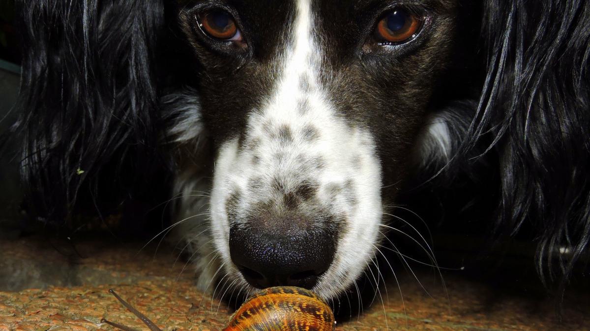 simturi-caine_04537800