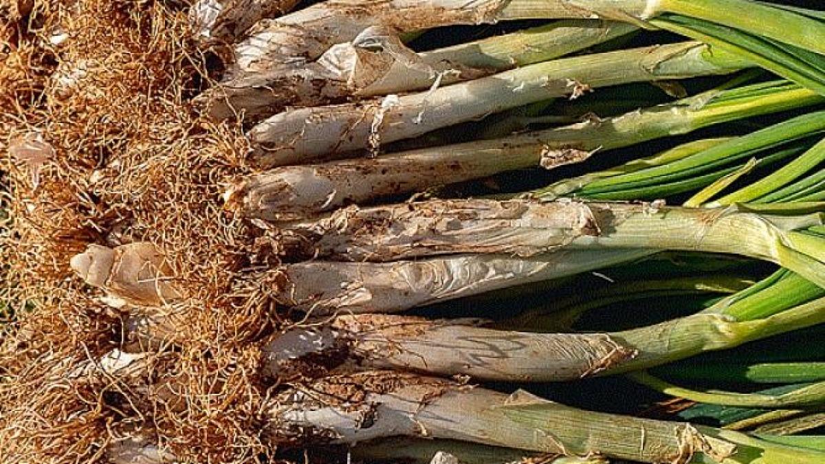 din-tulpini-de-usturoi-si-cateva-oua-poti-pregati-ceva-incredibil-de-delicios--iata-reteta_39091000