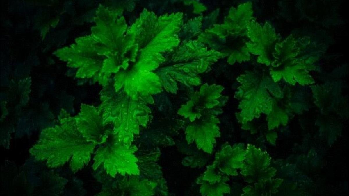 nu-aruncati-niciodata-tulpinile-de-verdeata---iata-cum-le-puteti-folosi--cinci-secrete--dezvaluite-de-bucatari_72114500