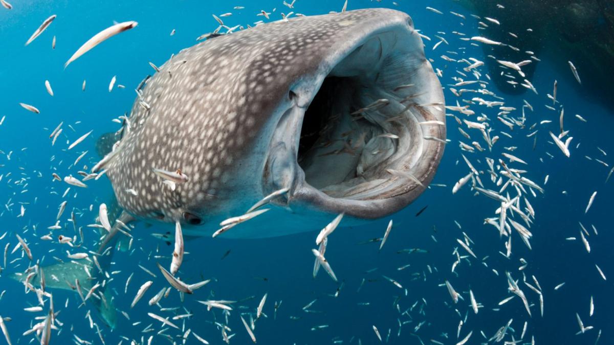 cel-mai-mare-animal-de-pe-tera_36106700