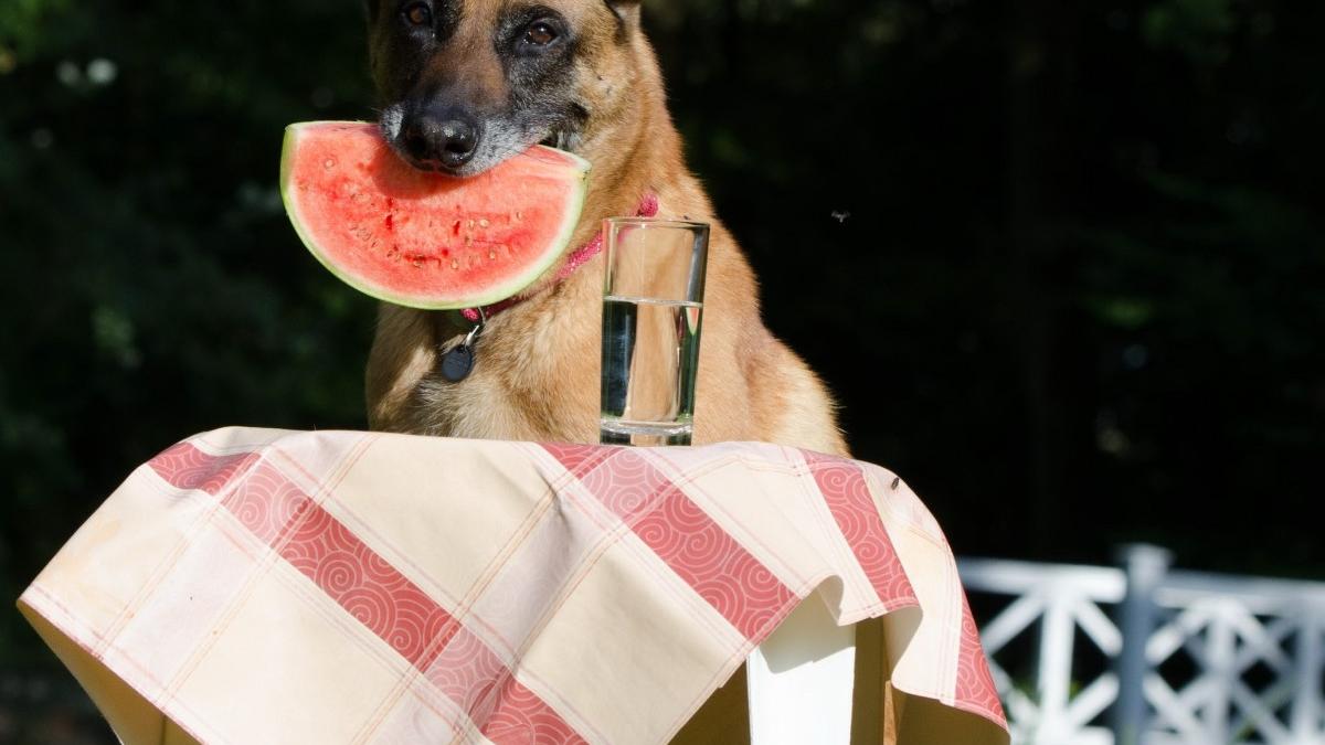 caine-canicula_99354600