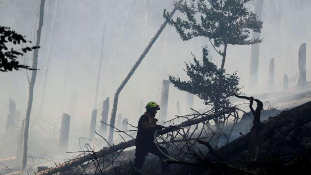 cehia_foc_padure_08013900