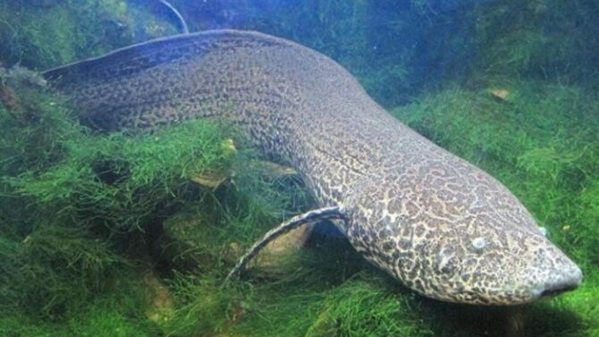 lungfish-pestele-care-traieste-pe-uscat_58978700