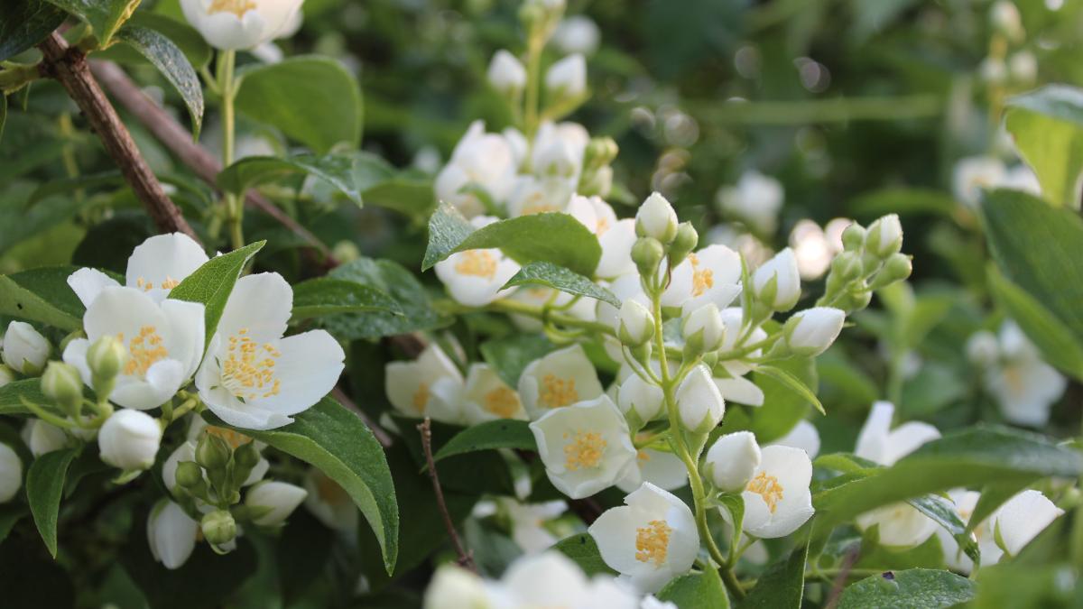 cum-ingrijim-iasomia-din-glastra--iata-trucul-care-va-face-planta-mai-longeviva_06736400