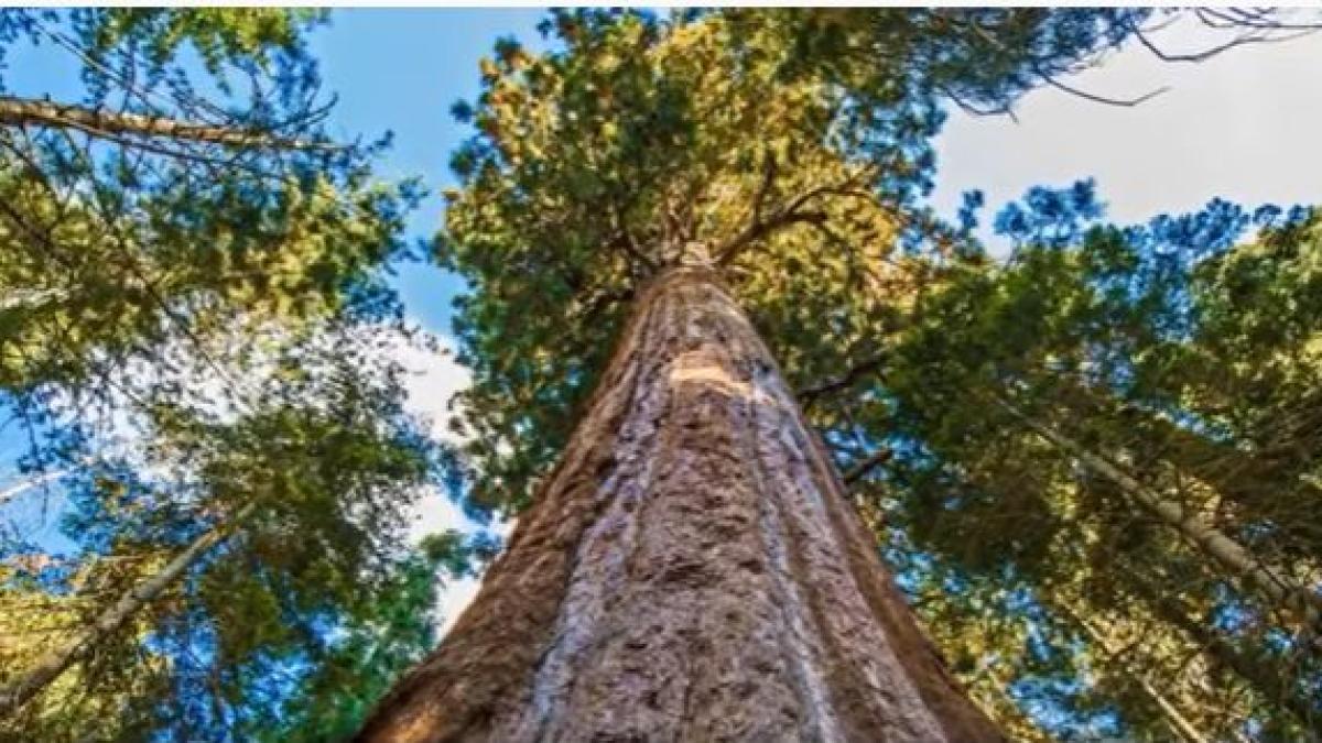 copa-protejat-de-lege-california_77600300