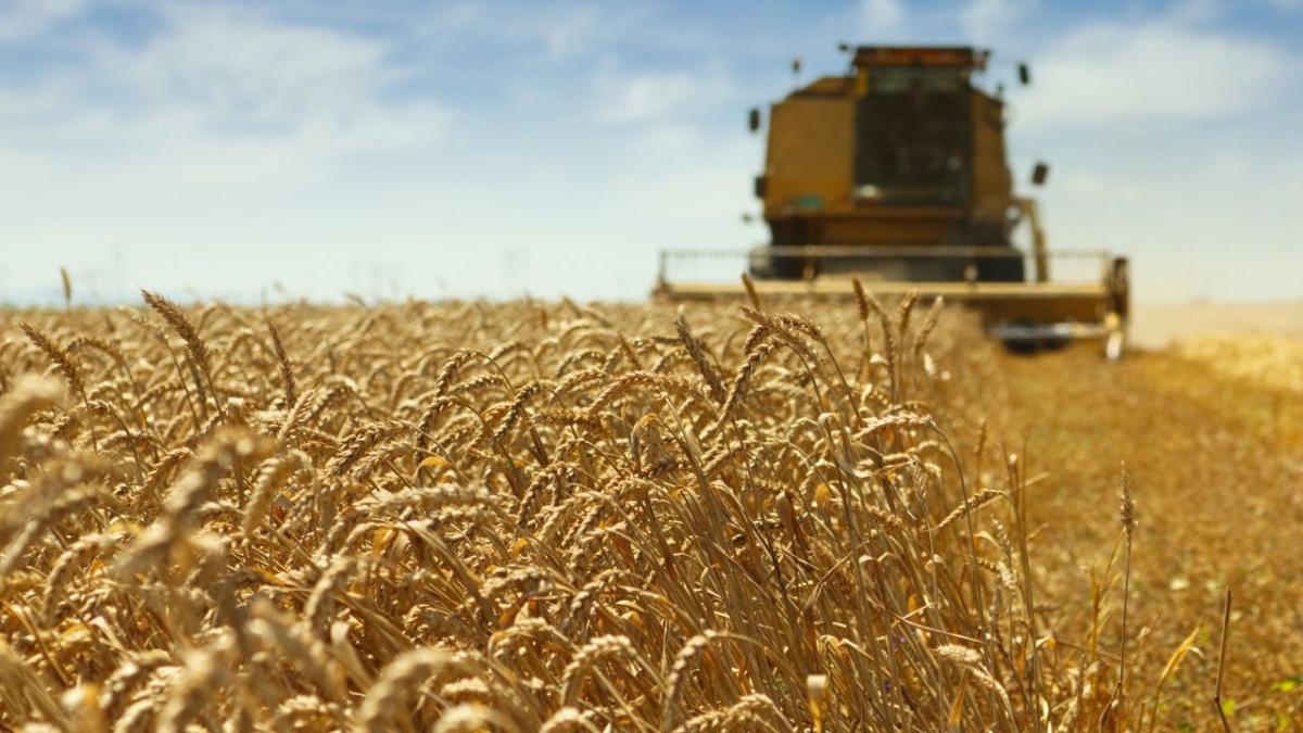 recolta-grau_99862000