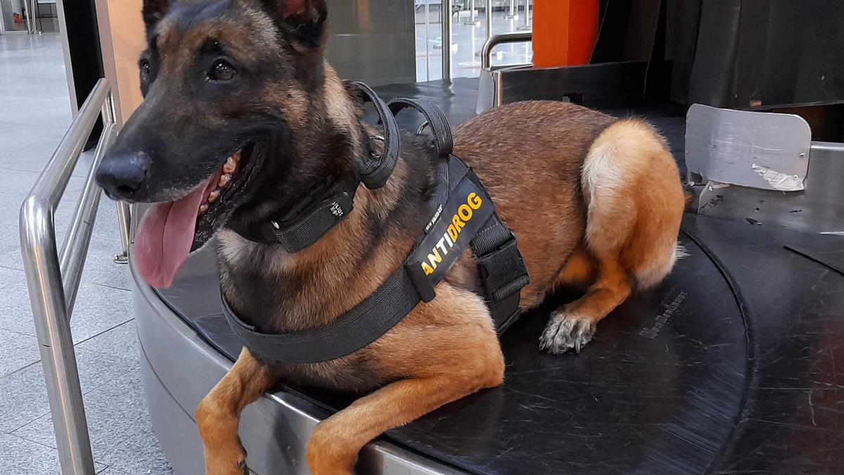 skinny-sky-caini-politist-anti-drog-2_39137000