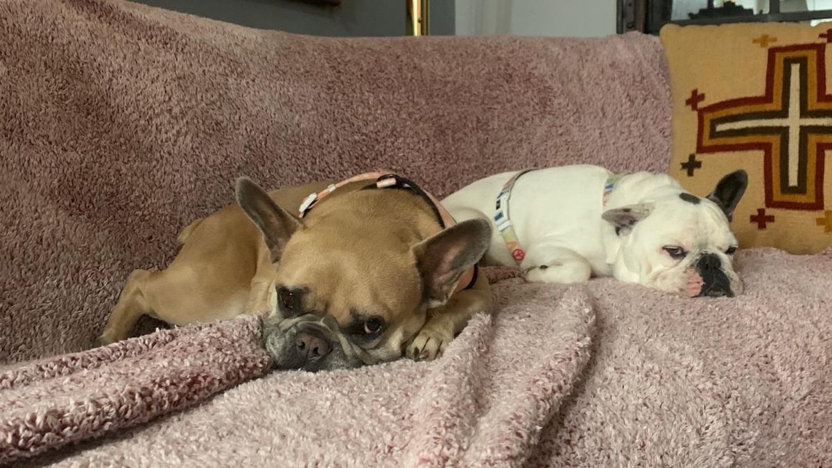 rapitorii-cainilor-artistei-lady-gaga-au-primit-patru-ani-de-inchisoare_59359600