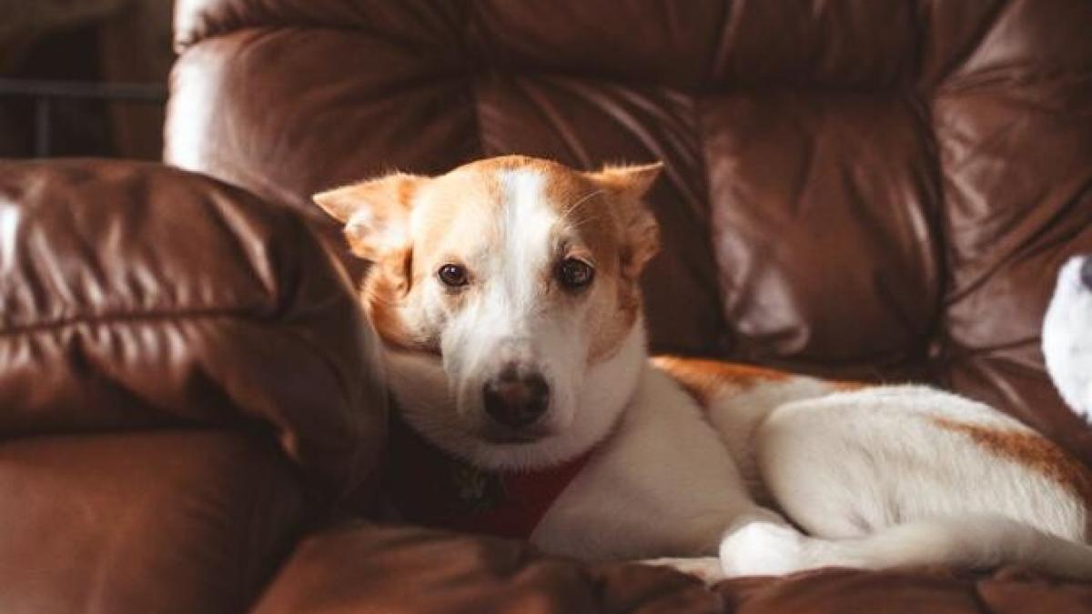 caine_pe_canapea_foto_pexels_20310000