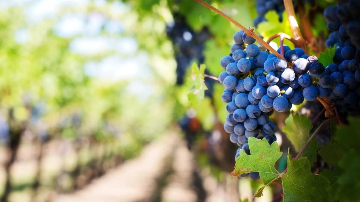 italienii-nu-vor-sa-munceasca-la-vie--prc-e2prc-80prc-9esuntem-nevoiti-sa-angajam-imigranti--ai-nostri-prefera-ajutorul-socialprc-e2prc-80prc-9d_87086200