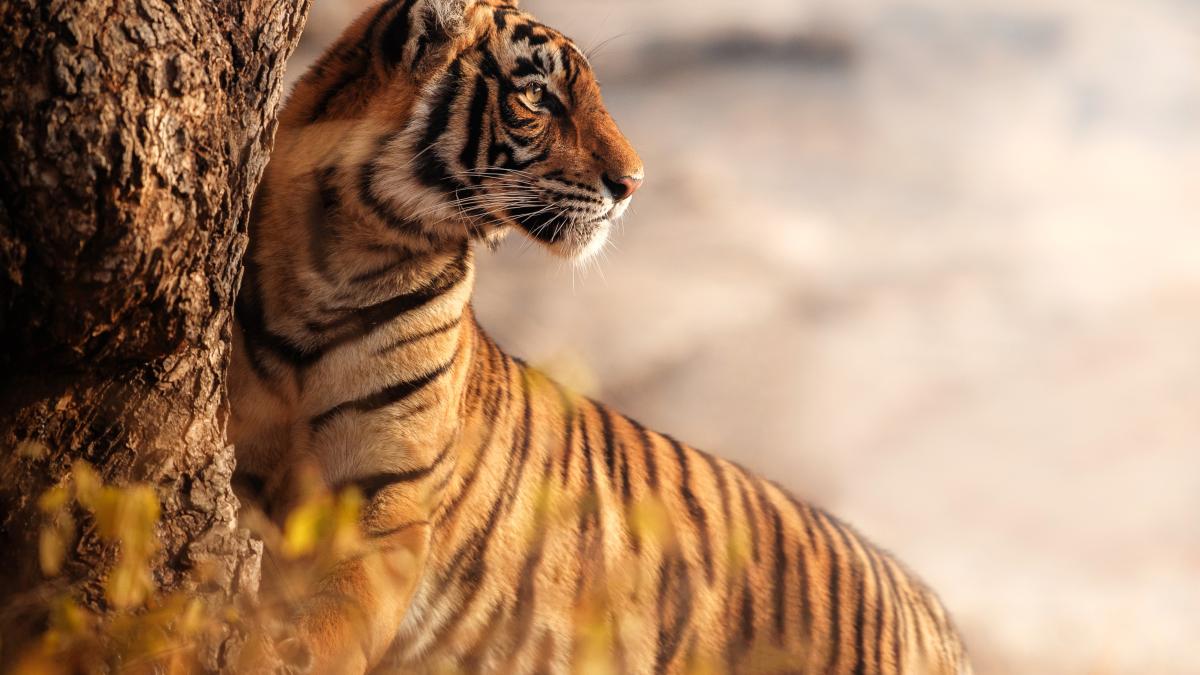 tigru-nepal_10459400