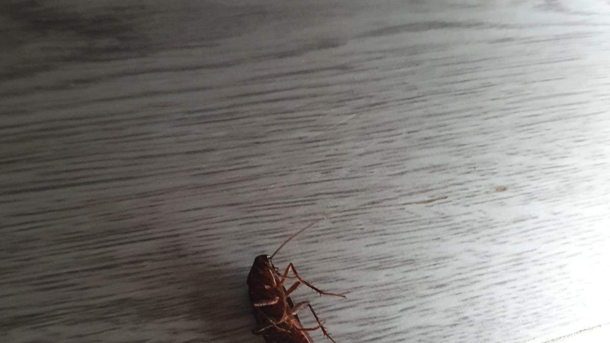 cum-scapi-de-gandaci_46943200