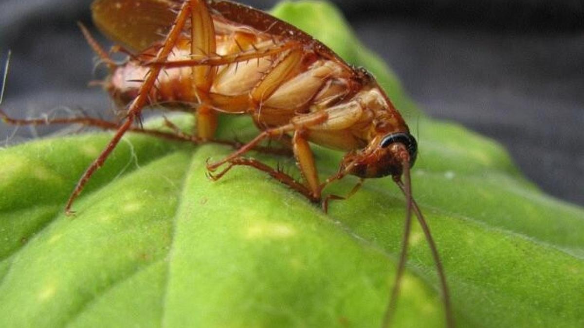 aceste-plante-alunga-gandacii---pune-le-in-casa-ta-si-insectele-vor-disparea_73412300