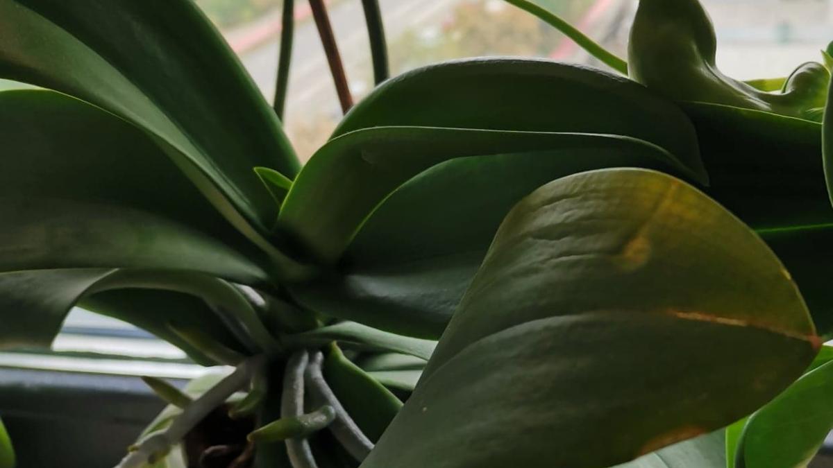 orhidee-frunze-galbene_27533700