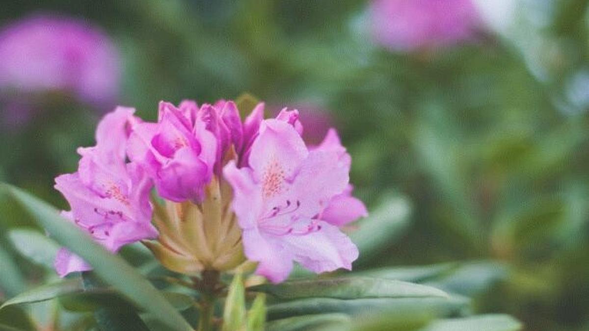 plantele-de-camera-care-prc-e2prc-80prc-9econsumaprc-e2prc-80prc-9d-energia-banilor--scapa-imediat-de-ele_25996900