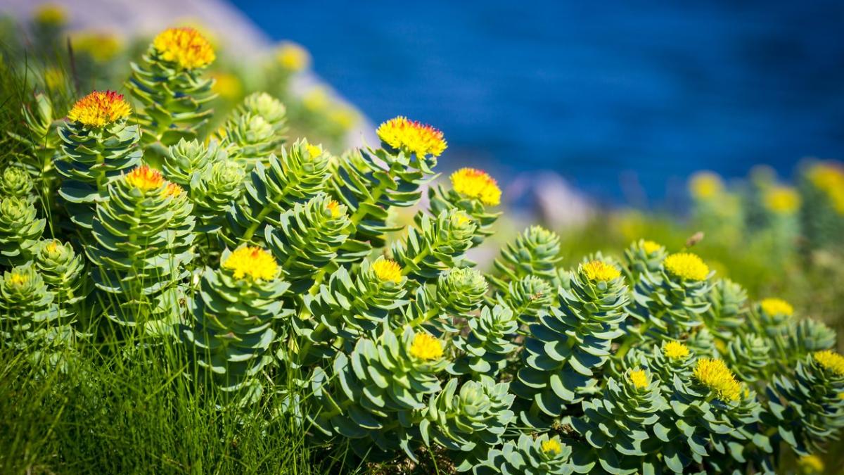 rhodiola-rosea_28386100