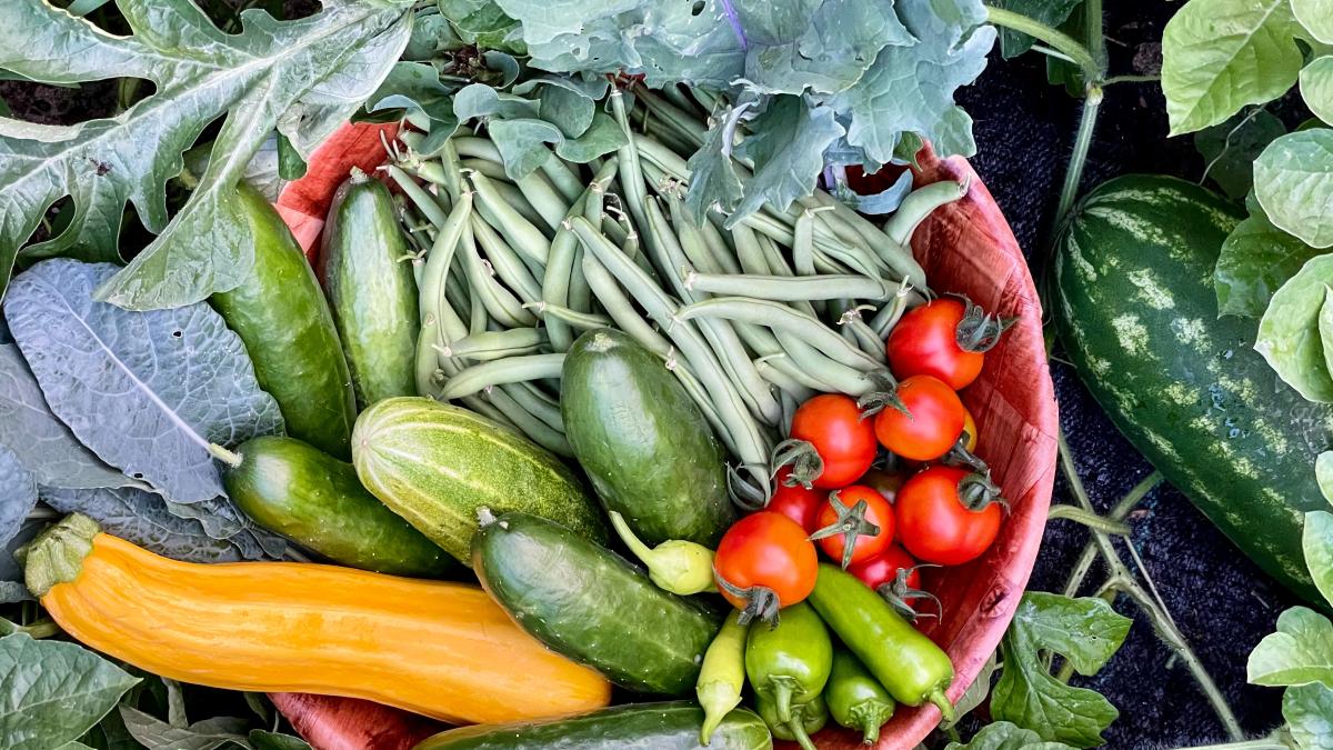 rosii-obor-pexels-rachel-still-8990392_39700600