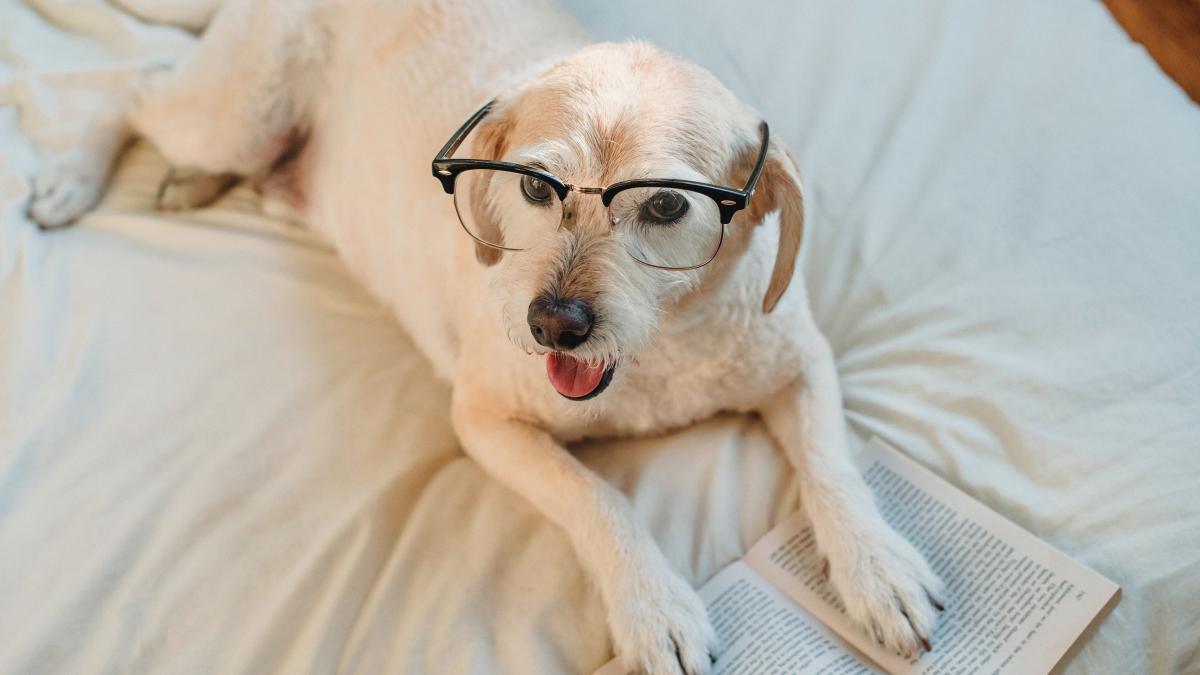 cainii-supradotati-care-pot-invata-numele-jucariilor_69011500